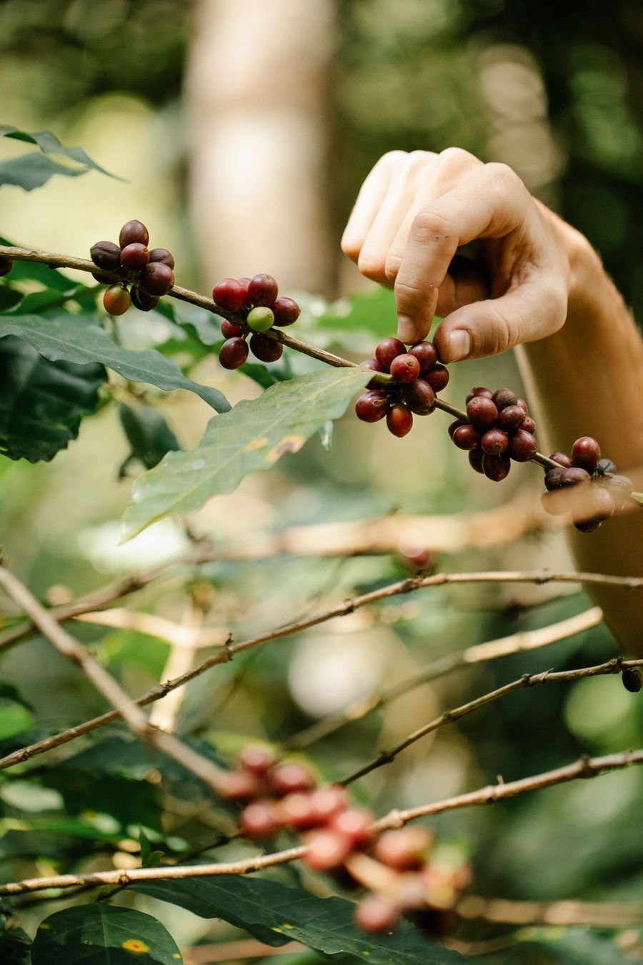 Hand picking ripe coffee cherries on the branch
