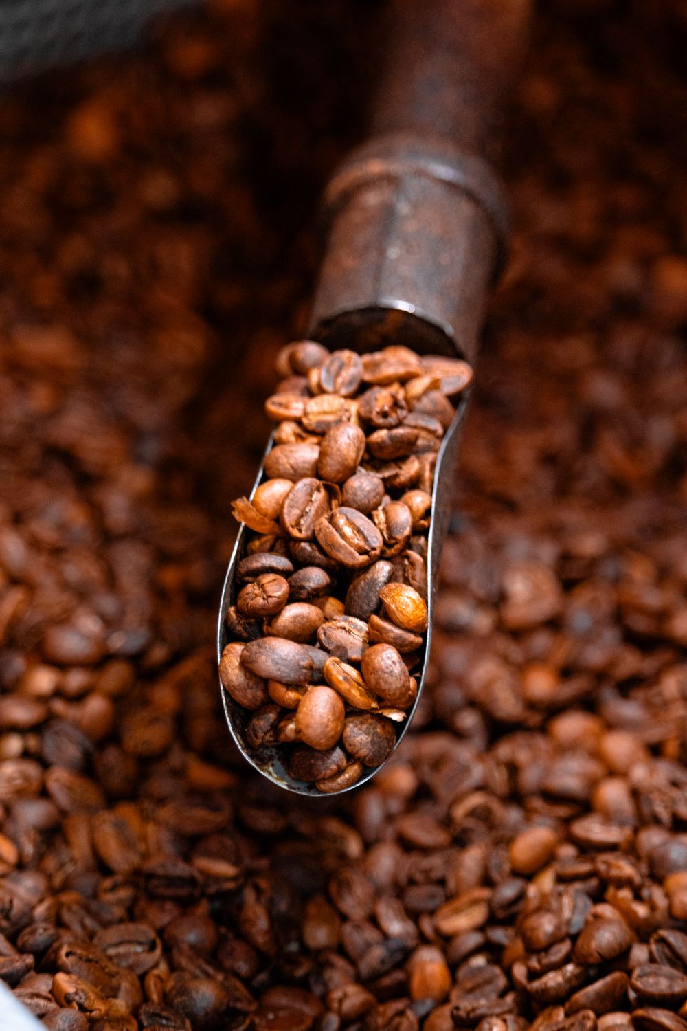 Scoop of freshly roasted coffee beans
