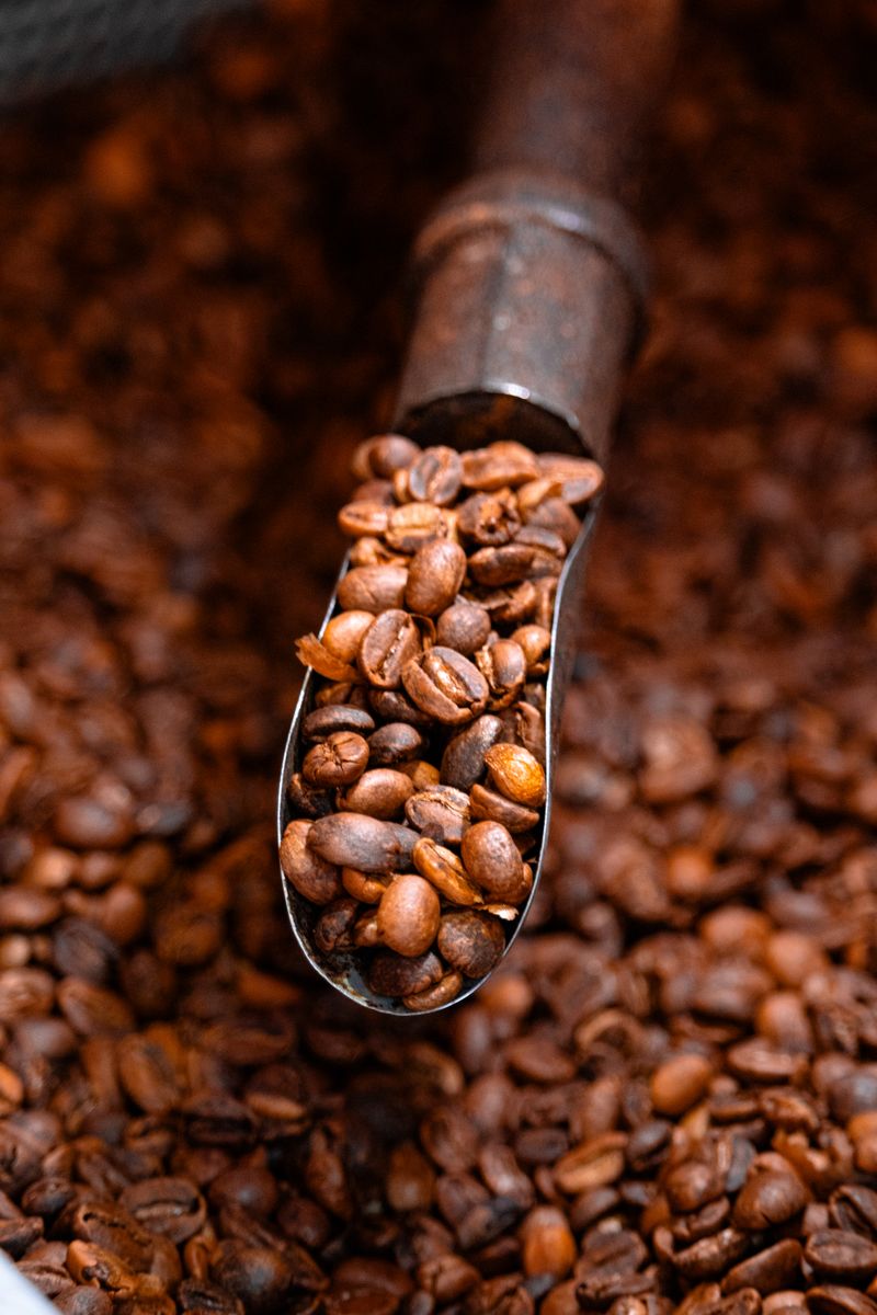 Scoop of roasted coffee beans